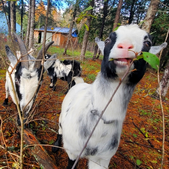 Meet your Posher, Marie-katherine - Picture 3 of 3